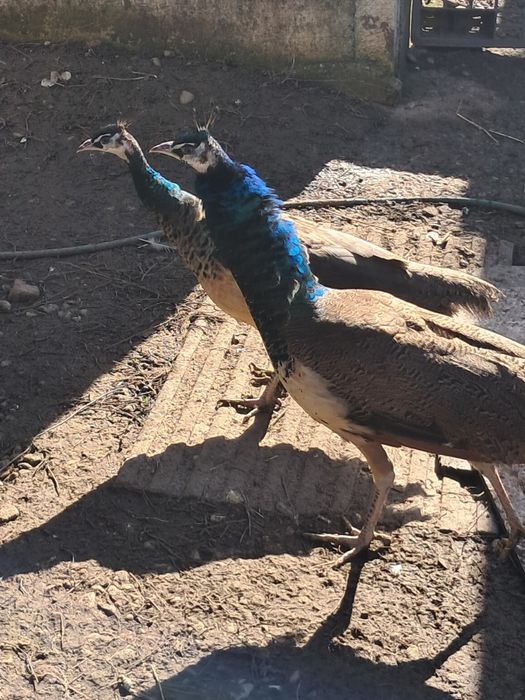 Păuni pereche (pauni standard indian blue)