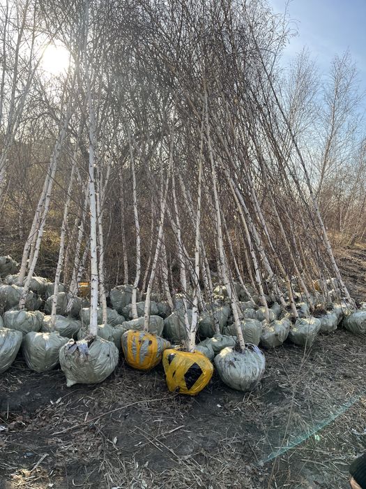 Вяз карагач клён