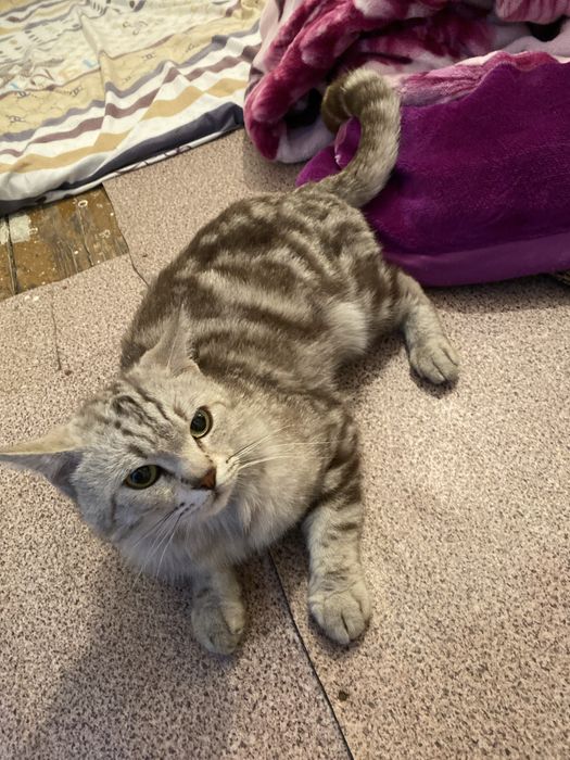 британский