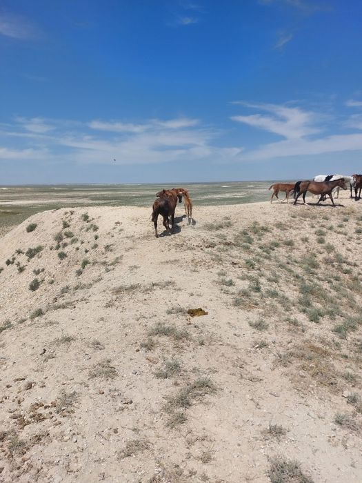 Жылқы сатылады екі   құлынды бие