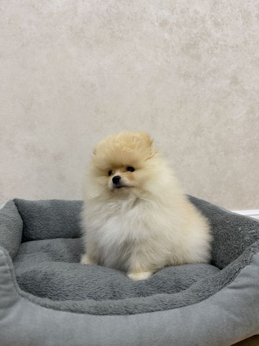 Померанский шпиц