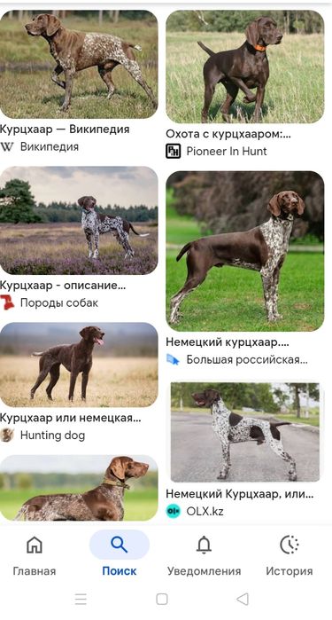 Осындай итер асырап алам керек емес болса