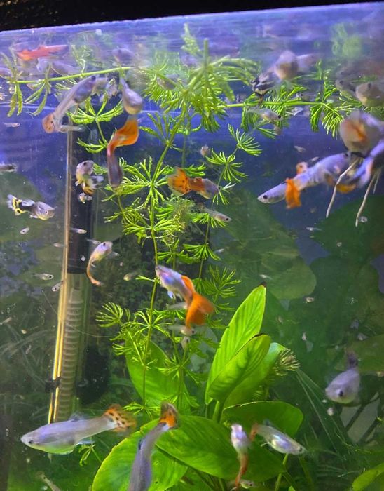 Guppy mix.Livrare în toata țara