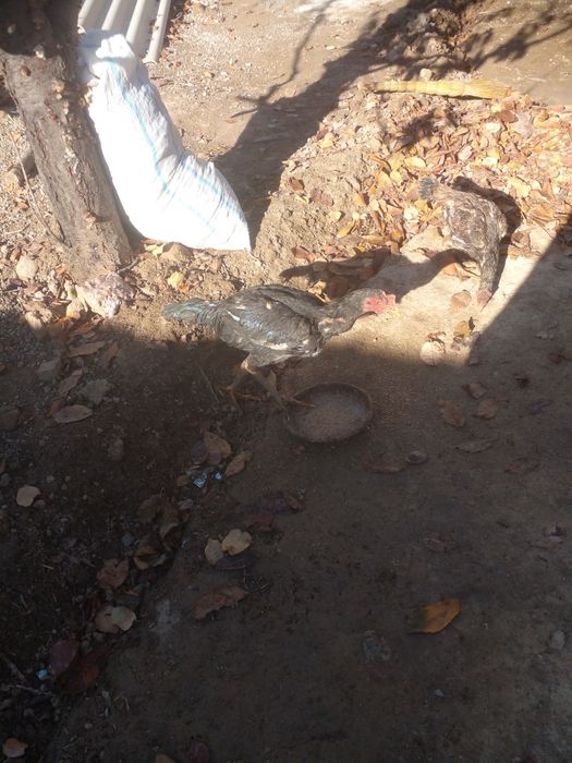 Дакайн жужлар сотлди.200000миндан донси