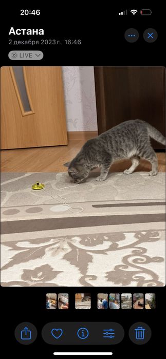 Отдам кота в хорошие руки