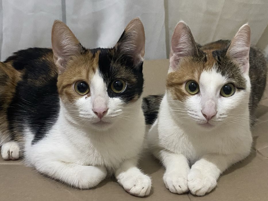 Котята в добрые руки (2 месяца, девочки)