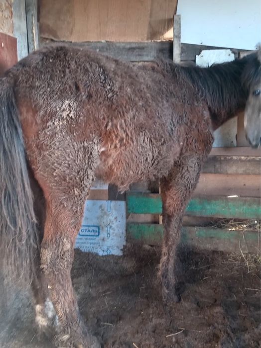 Тай Құнан сатылады