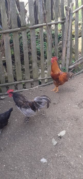 Vand cocosi australorp negru / albastru  si new hampshire