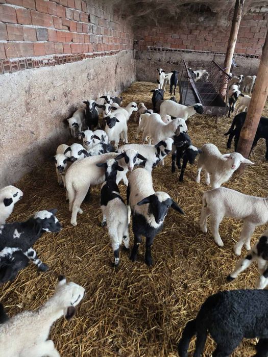 Продавам овце и агнета