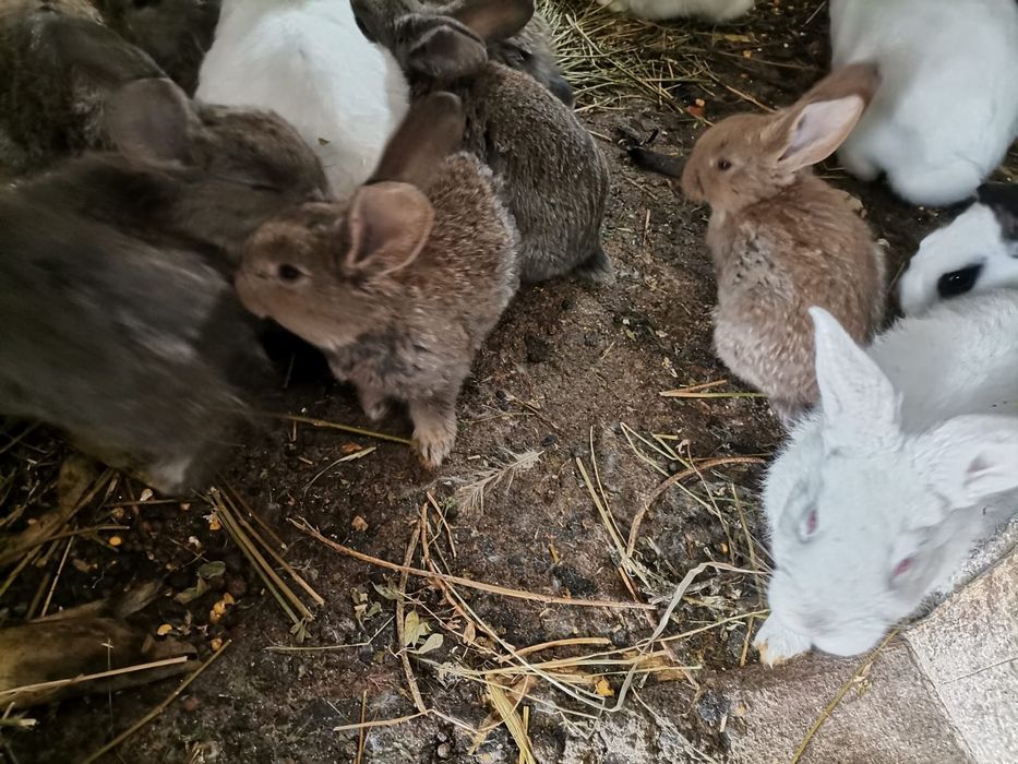 Iepurași de vârste și rase diferite