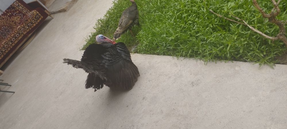 Indyuk furo'shba sotiladi