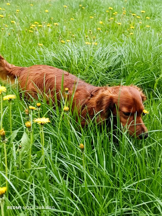 Вязка! Такса кобель