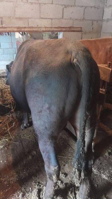 Продам Бычков 3 штук