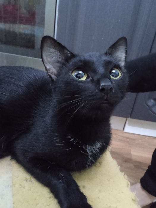 Кошка в добрые руки