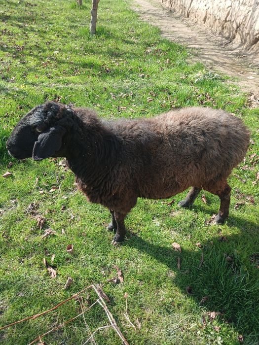 Куй сотилади ургочи