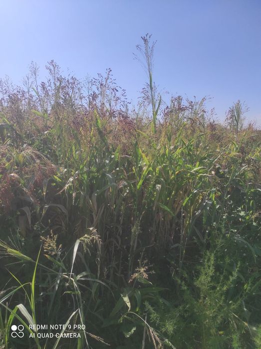 1gktar sprgi bor sotiladi