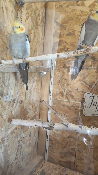 Vând sau Schimb mascul nimfa cu femela nimfa matur