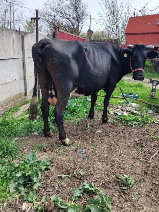 Vând 2 vaci gestante!