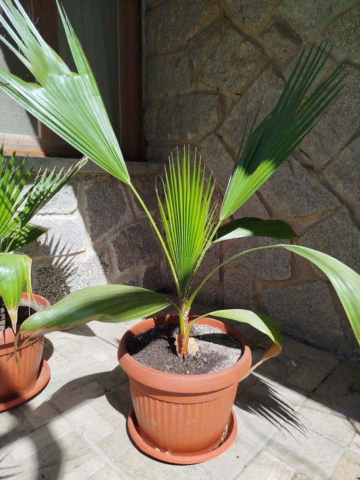 Палми Вашингтония и лимони