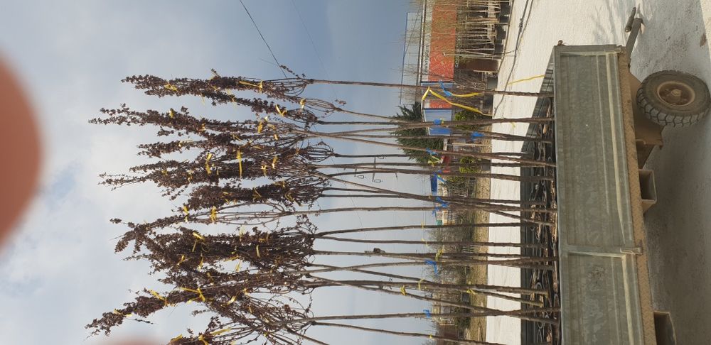 Copacii mesteacăn prunus pissardi