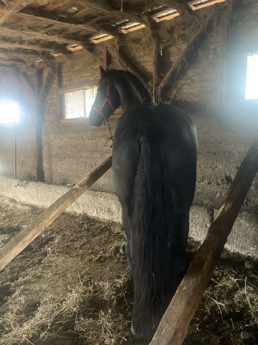 Vand armasar frizian 3,5ani talie mare