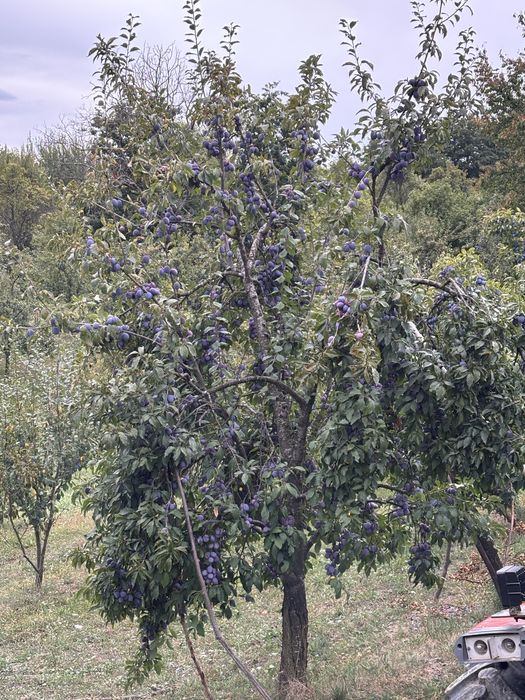 Vand prune anaspet pentru tuica