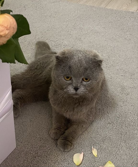 Шотландский вислоухий кот продается