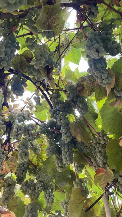 Vand struguri pentru vin