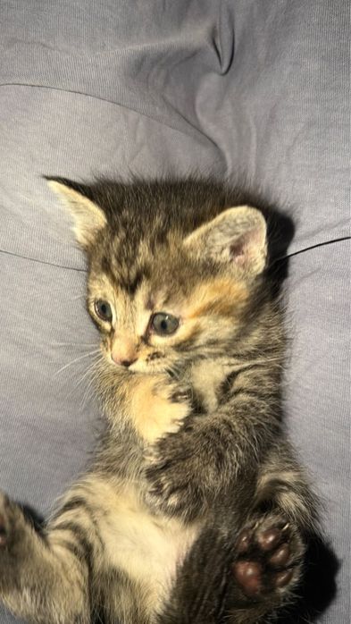 Отдам котят в добрые руки
