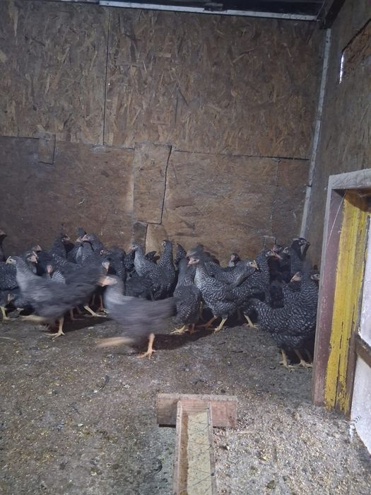 Puicuțe ouătoare de vânzare