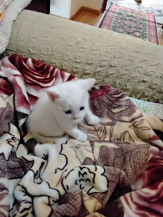 Котята белые 3 месяца все девочки лапочки