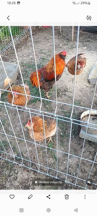 Araucana gât Aurii, Wiandotte GSG