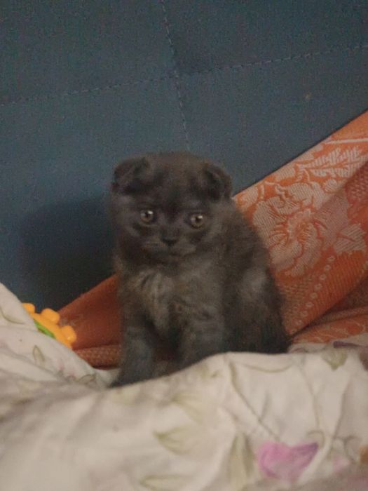 Распродажа вислоухие котята