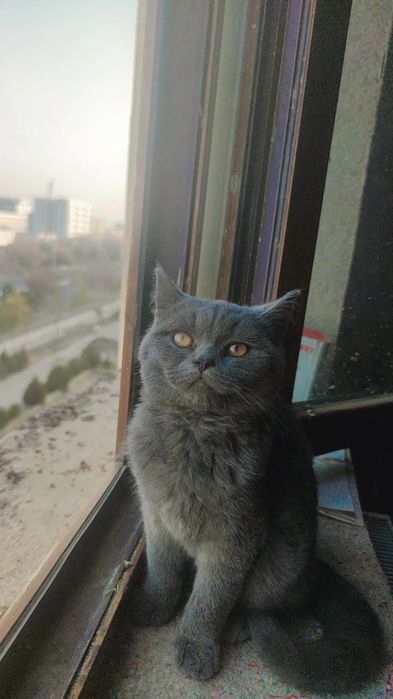 Biritanske xumpar mushuk yoshig yetmagan