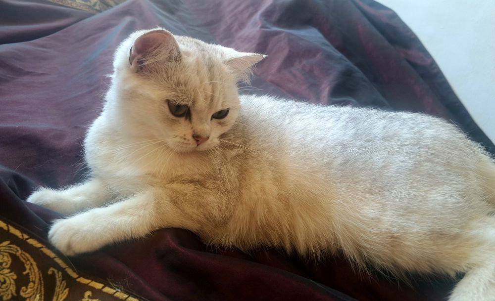 Котенца шотландски/британски