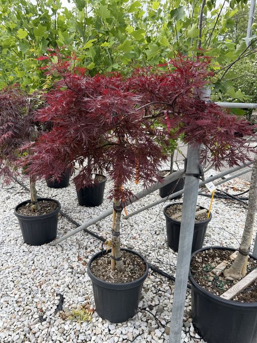 Artar japonez Acer palmatum 100 400 cm de la 499 lei
