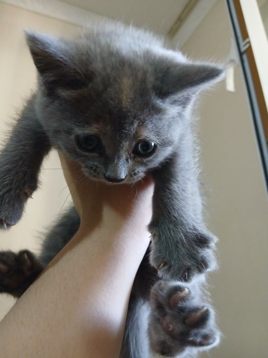 Скотиш фолд ва скотиш страйт