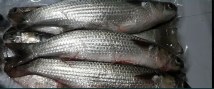 Рыба кефаль, судак, сазан, тостолоб