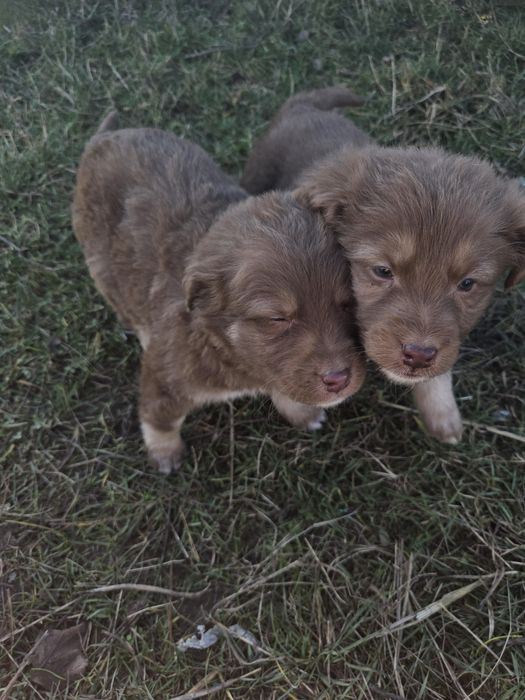 donez cățeluși,cadoul perfect de craciun