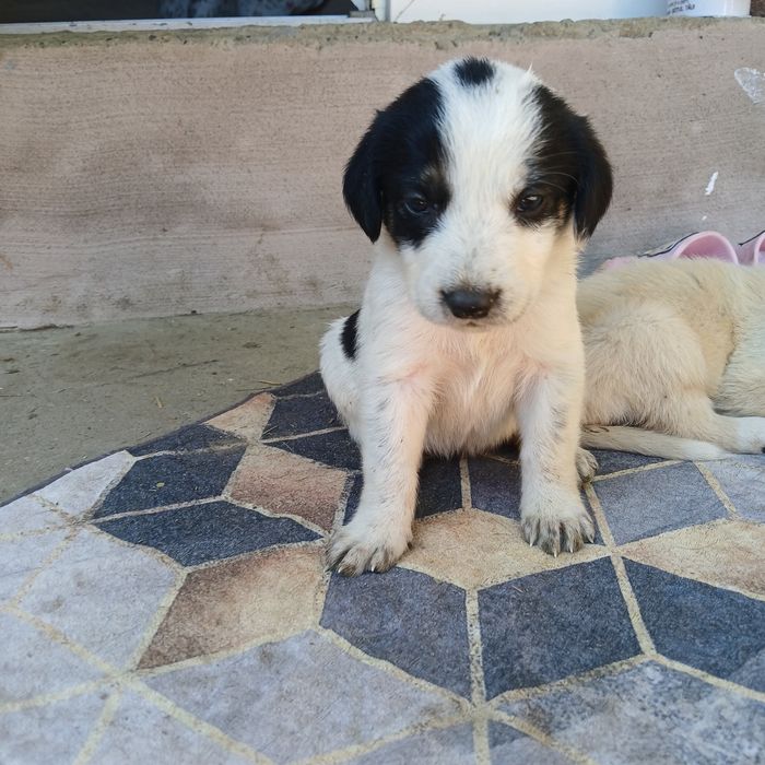 10 cățeluși drăgălași și jucăuși își caută famile.Au 4 săptămâni, provin din rasa Copoi Ardelenesc. Menționez că cățeluși nu sunt rasă pură.Adoptie!