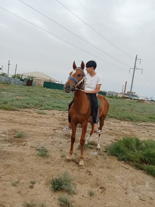 Канды жылкы сатылады