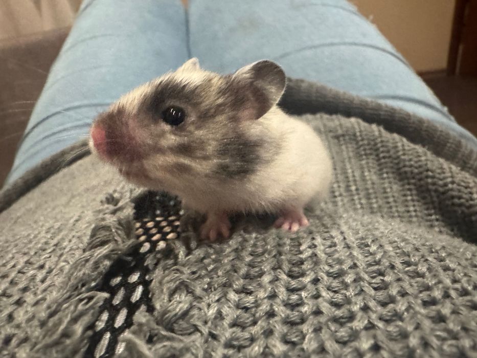 Хомяки сирийские