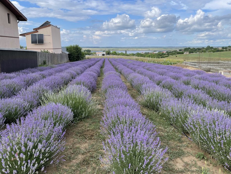Ulei esențial de lavanda :10ml,50ml,500ml.