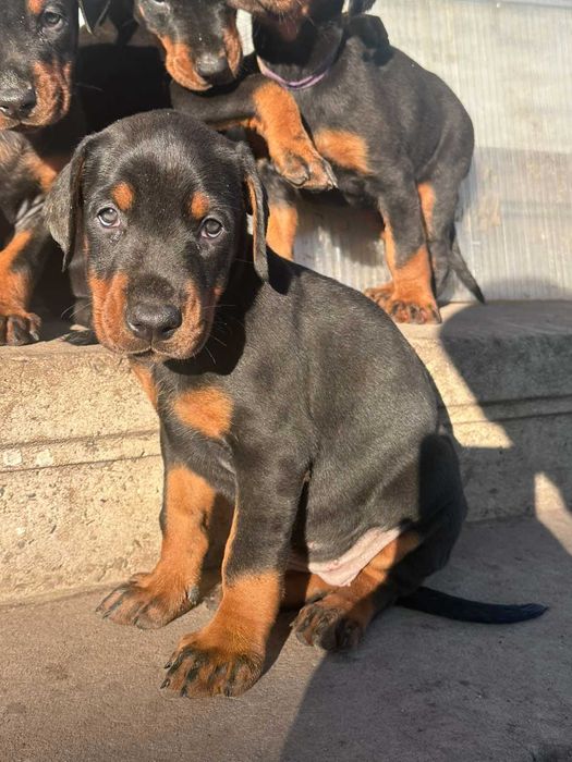 Доберманчета - родословни родители