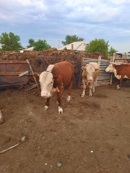 Бұқалар сатылады. Продам бычков