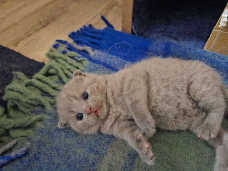 Motanel Scottish Fold Medias • OLX.ro