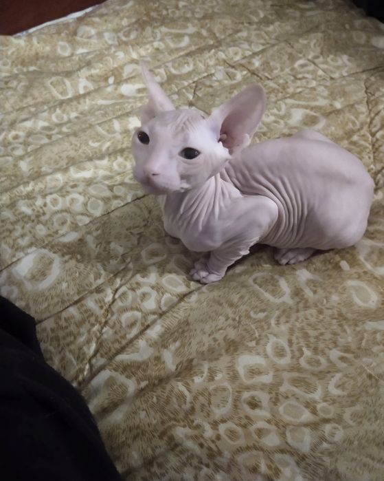 Котята донского сфинкса.