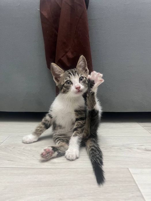 Отдам котенка в добрые руки