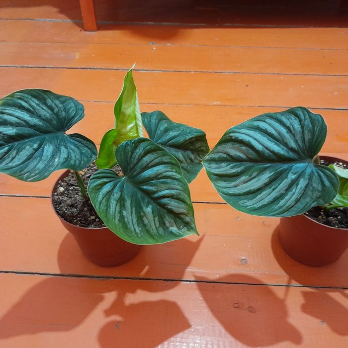 Филодедрон пловмани