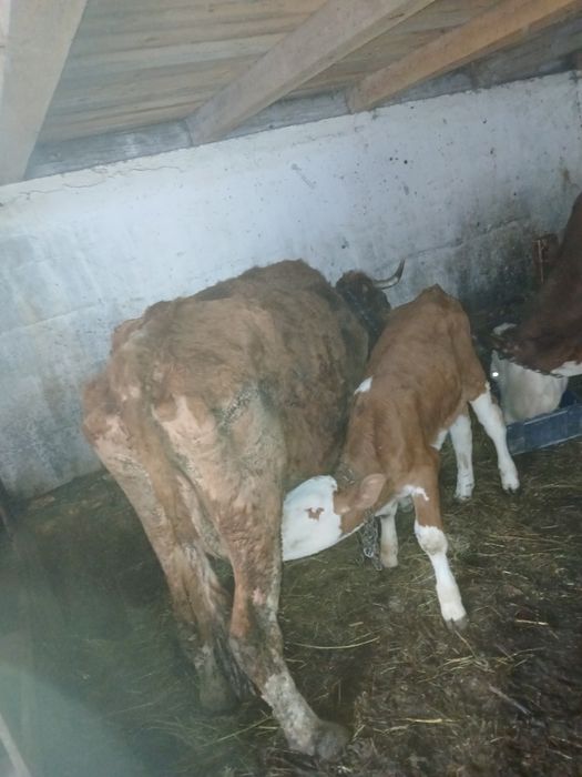 Vând vaca cu vitea